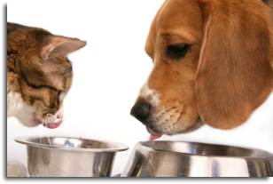 How to switch pet food to Life's Abundance